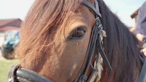 Beautiful brown horse close-up looks at the camera, horse's eye close-up. Ranch farm, saddle a horse. Farming, animal breeding, equestrian sports. A corral for horses. Agriculture. Smart animal