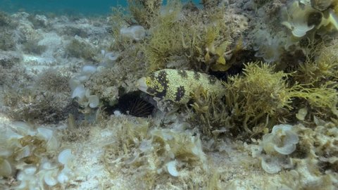 Close-up of Moray eel peeking out of a burrow in a coral reef covered with algae. Snowflake moray or Starry moray ell (Echidna nebulosa). Slow motion