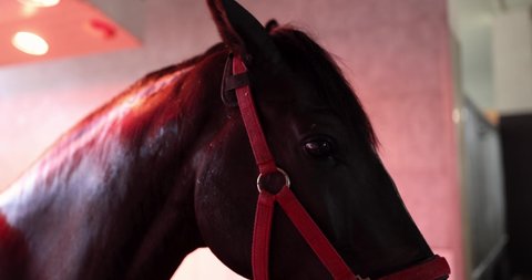 Thoroughbred horse standing in solarium in stable under infrared light 4k movie