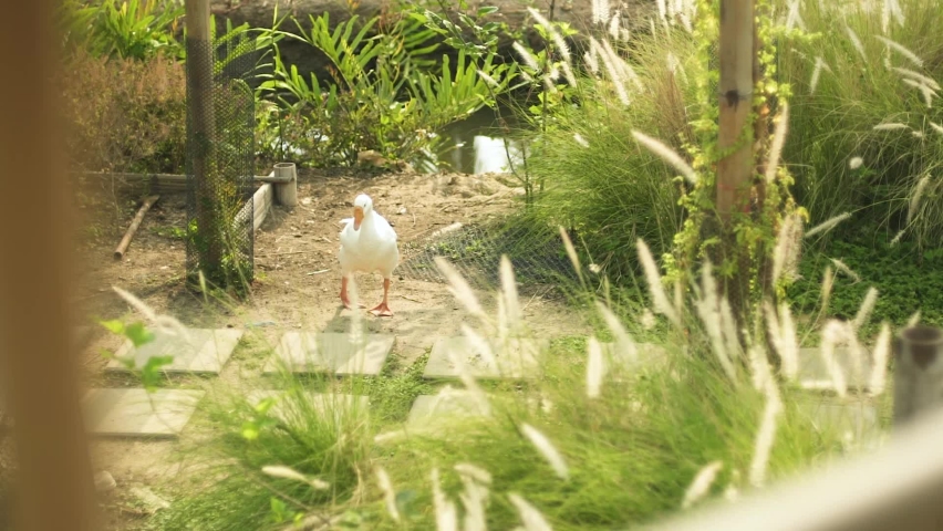 White goose cleaning itself in farmland