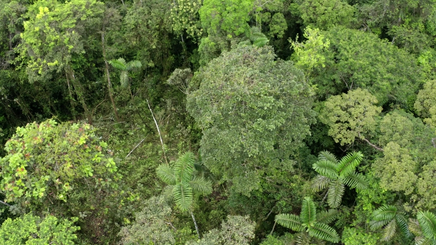 Aerial view of a large tropical tree that is being cut down and leaves a trail of leaves behind while falling on top of other trees: a tropical forest deforestation concept Royalty-Free Stock Footage #1078785725