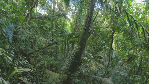 Moving through a dense tropical forest with large fern leaves on a bright day in the Amazon rainforest of Ecuador, South America