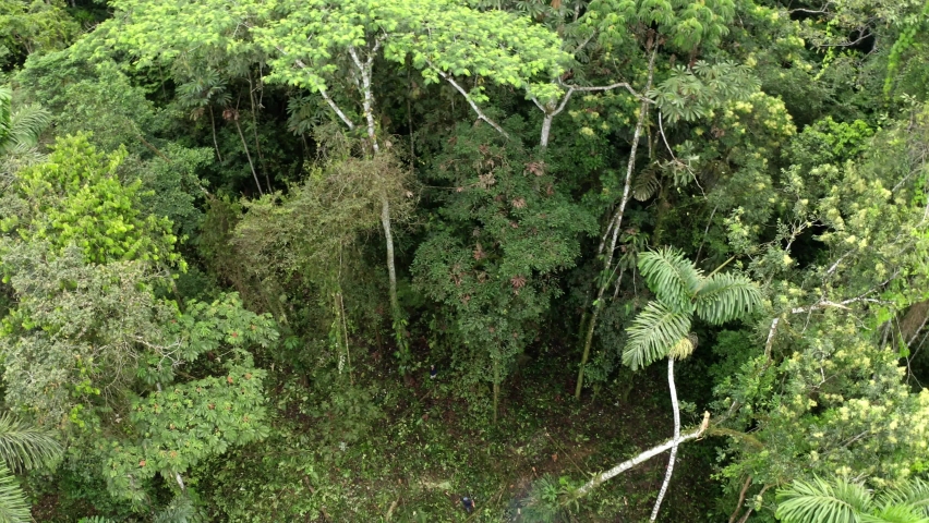 Deforestation concept of a tropical forest: A large tree in a rainforest is being cut down with a motorsaw and breaking other trees while falling down Royalty-Free Stock Footage #1078785755