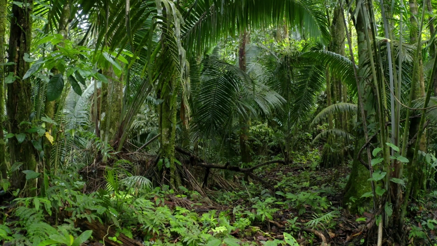 Moving forwards between the large, green colored fiber palm, aphandra natalia, leaves inside a tropical forest; a background of the amazon rainforest of Ecuador, South America | Shutterstock HD Video #1078785905