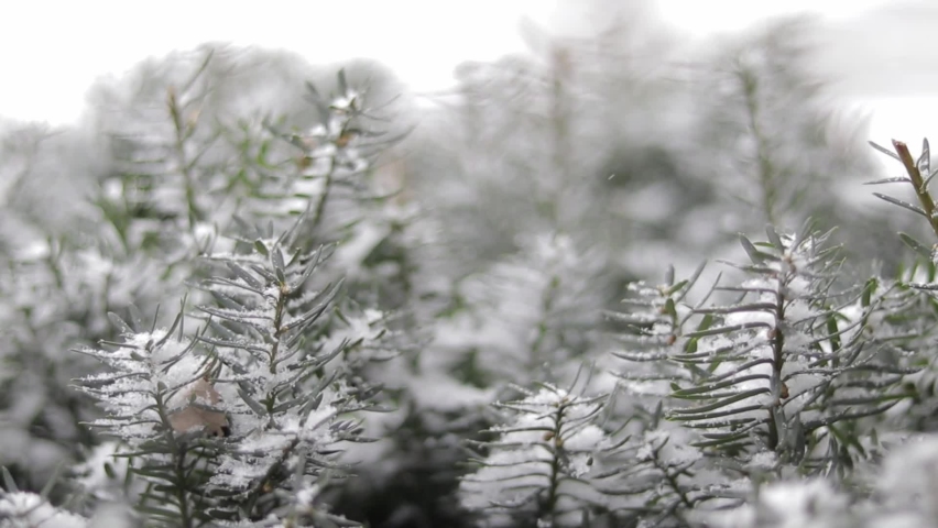 snow fall cover trees in the winter in Ottawa Canada