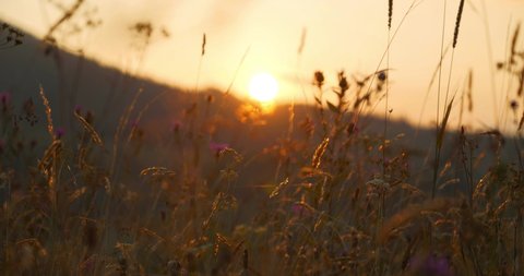 Beautiful setting sun and wild grass in the meadow in mountains. Cinema 4K 60fps video with sounds of cicadas