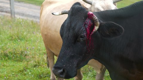Slow Motion Bloody black cow with broken horn at the meadow