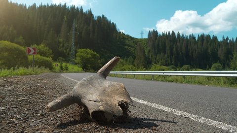 Skull of cow with horns lies on the road