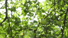 Close-up view 4k stock video footage of green organic apples hanging on branches of apple tree in sunny summer or autumn garden outdoors