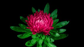 Red Aster Flower Moving Petals While Blooming in Time Lapse on a Black Background. Michaelmas daisy Close Up Video