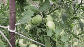 Unripe green tomatoes hang on a branch in the greenhouse. Business concept, new harvest, food, raw food vegetarian diet. Non-GMO organic food. Background, splash. UHD 4K.
