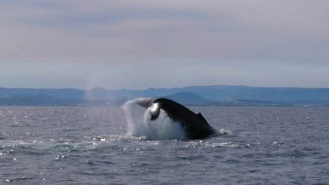 Humpback whale seen near Reykjavik city in Iceland