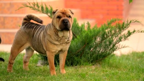 This is a footage of a graceful brown shar pei standing on the green lawn near bush at brick building and wagging tail while looking at the distance and walking away in a while out of the frame