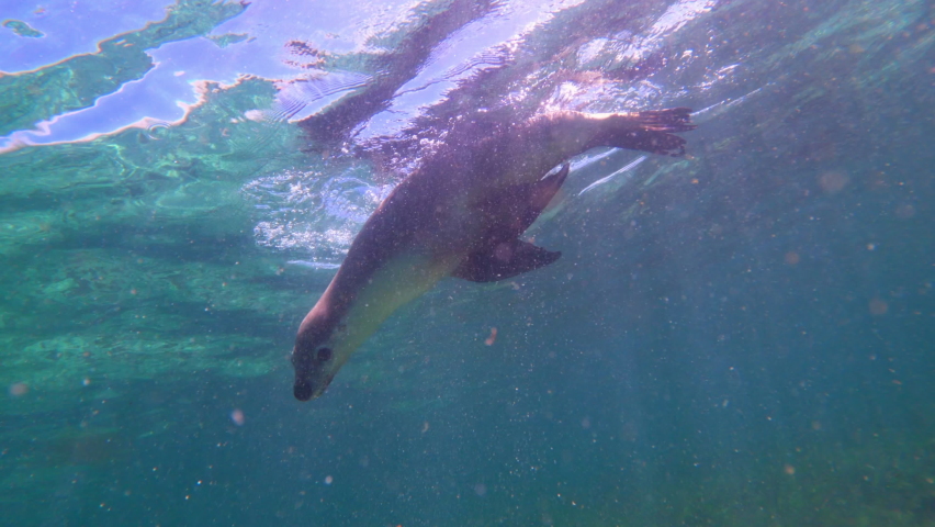 Cute Seal Swimming Under Water - Western Australia, Australia