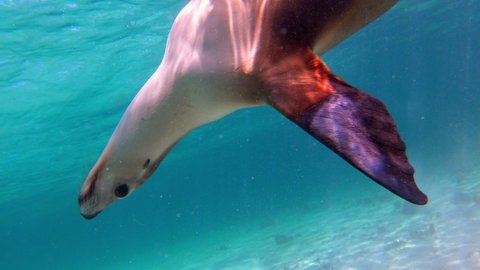Cute Seal Swimming Under Water - Western Australia, Australia