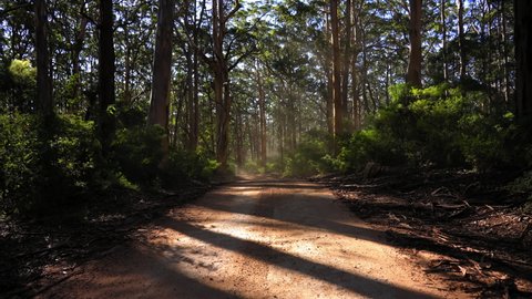 Empty Footpath Between Trees And Plants In Forest - Esperance, Australia
