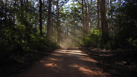 Beautiful Shot Of Footpath Amidst Trees In Forest - Esperance, Australia