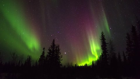 Time Lapse Lockdown Scenic View Of Northern Lights Over Trees In Forest - Vancouver, Canada