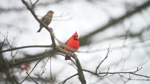 Red northern male cardinal bird, Cardinalis, and female house finch friends always together perched on oak tree branch in winter with snow snowing weather season in Virginia