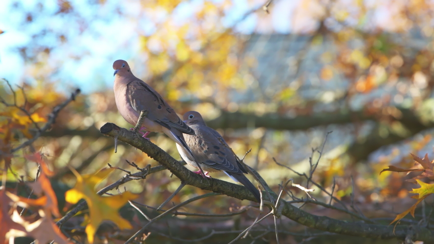 Closeup of mourning doves two birds sitting perched, scared flying away from oak tree branch in colorful autumn with fall yellow orange foliage in Northern Virginia Royalty-Free Stock Footage #1078801094