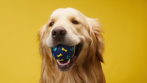 Golden retriever on yellow background, gold labrador dog holding blue ball in mouth and sitting close up. Shooting playful domestic pet with toys in studio.