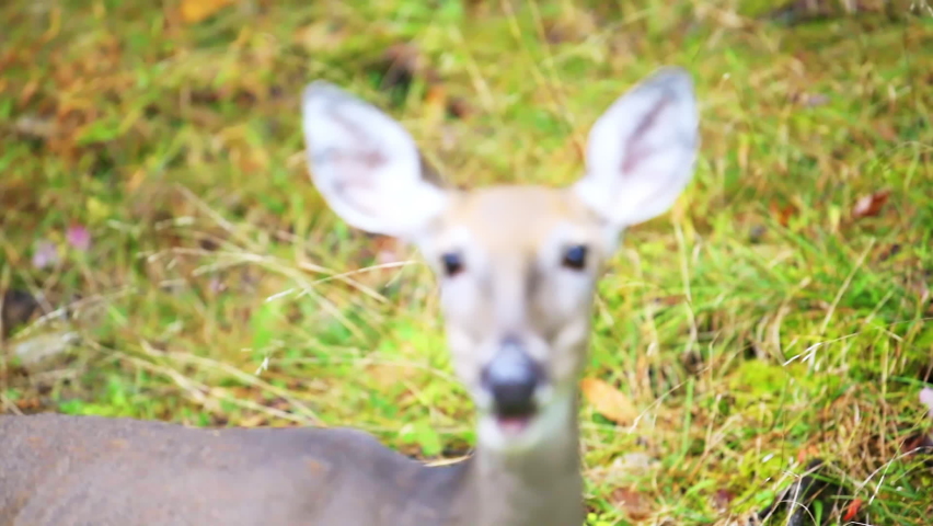One white-tailed deer animal wild mammal closeup grazing looking at camera with bokeh background in Blackwater Falls State Park in West Virginia