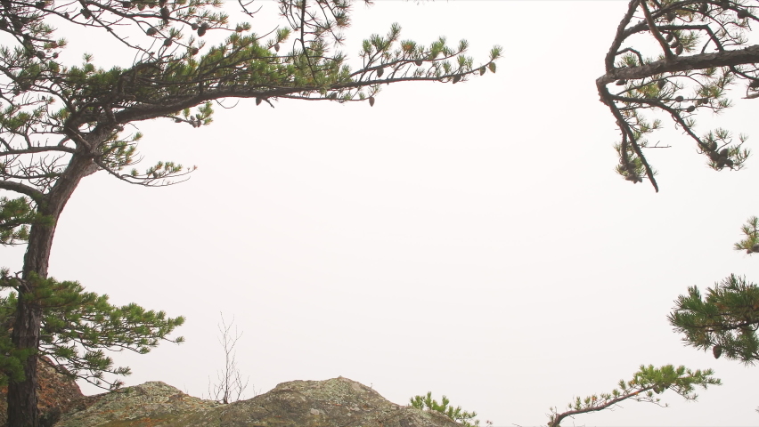 Blue Ridge mountains in autumn fall season with green cedar trees on mountain peak on cliff at Cedar Cliffs overlook in Virginia with thick fog mist foggy weather