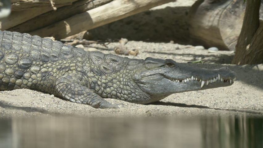 Adult Freshwater Crocodile with dangerous teeth resting on shore beside lake in summer | Shutterstock HD Video #1078804895