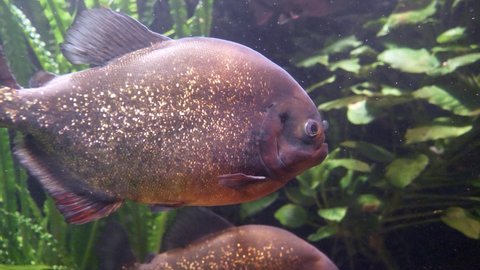 Close up shot of dangerous Piranha underwater in aquarium lighting by sunlight