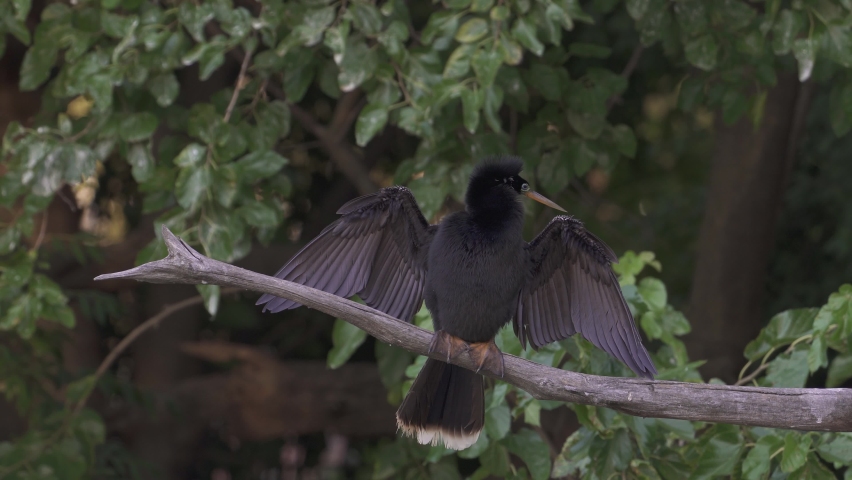 A male snakebird, anhinga anhinga perched on a tree branch with wings spread to absorb heat and preening the feather with its beak against foliage background.