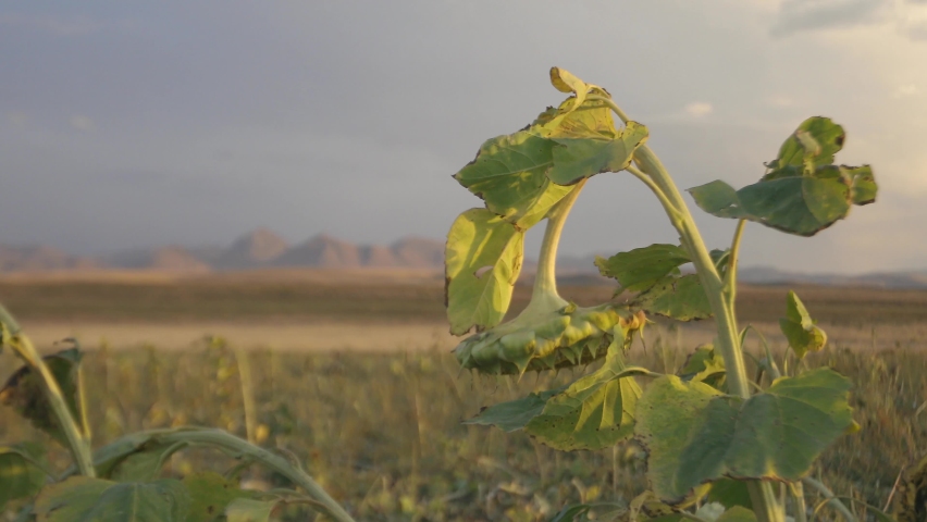 Sunflowers struck by the light of the sunset