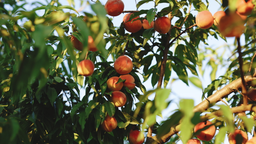 Red peaches and green leaves in summer garden. Peach orchard with ripe red peaches. Colorful fruit on tree ready to harvesting in summertime. Natural sweets and vitamins Royalty-Free Stock Footage #1078806755