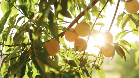 Big ripe peaches. Peach hanging on a branch in orchard. Peach fruit. Agriculture. Fruit picking season. Fruits ripen in the sun. Organic product. Fabulous orchard. Magical sunlight.