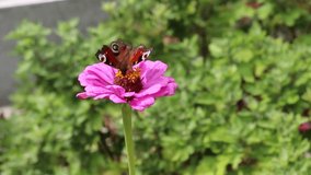 A butterfly named Peacock's Eye sits on a pink Zinnia flower in the garden.