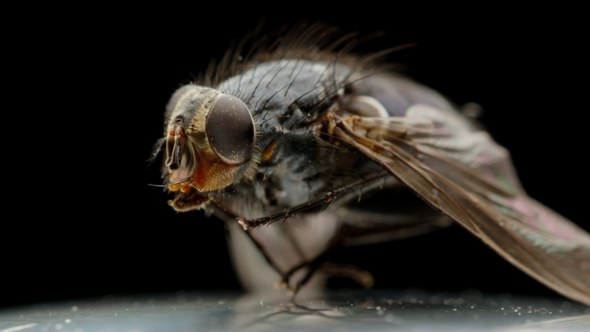 Dead fly bug close-up macro, insect pest entomology insecticide on white surface. Housefly dried isolated rotating on black background