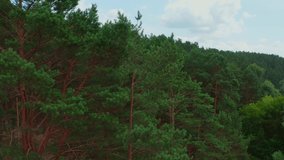 Drone flying upwards out of the forest. Drone going up from a forest on a summer day and opening a view on a summer forest. Video of a forest above, deforestation. 
