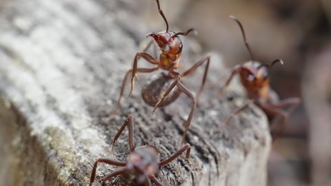 Macro of red tree ants (Formica rufa) guarding their nest in an old tree stump in slow motion.