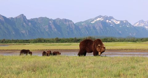 A brown bear sow and her cubs graze on grass in Katmai, Alaska.