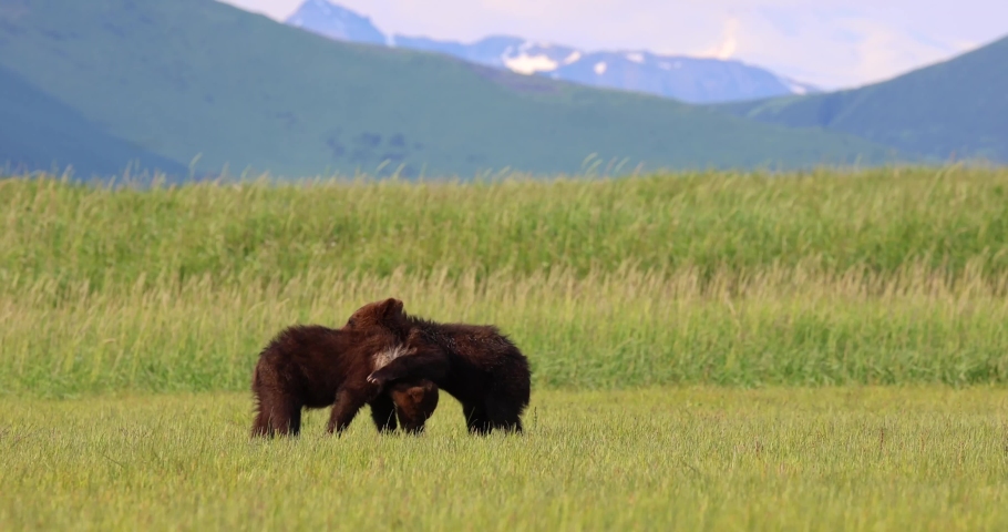 Young brown bear cubs play together in Katmai, Alaska.
