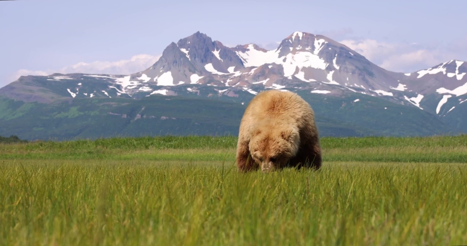 A brown bear grazes on grass in Katmai, Alaska.