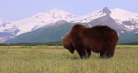 A brown bear grazes on grass in Katmai, Alaska.