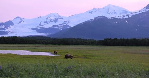 A beautiful Alaskan landscape at sunset with brown bears in the distance.