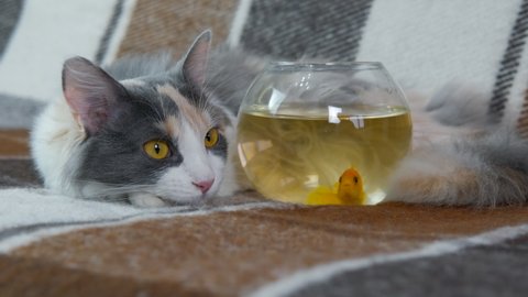 Kitten with an aquarium. A view of a tabby kitten by a round aquarium with a small fish.