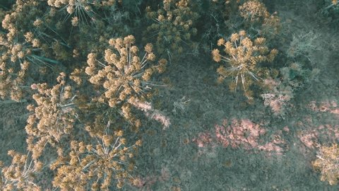 Aerial view of an araucaria forest.
