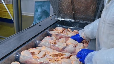Parts of chicken meat in industrial refrigerator. Worker in uniform laying out fresh chicken meat in poultry farm. Chicken meat production.