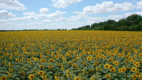 Sunflower landscape in summer. Large field of flowering plantation of yellow sunflowers under blue sky. Motion camera to the left.