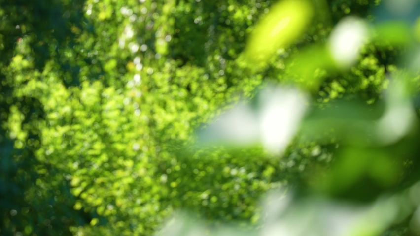 Beautiful abstract blurry 4k green video bokeh background of defocused fresh summer sunny leaves of many trees growing outside Royalty-Free Stock Footage #1078827254