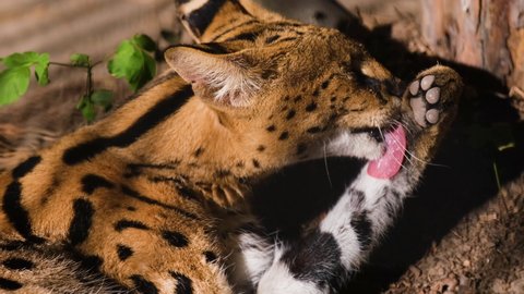Close-up filming of wild serval cat fur hygiene care. Cute feline scratching its head top and licks paw with tongue. Adorable carnivore kitten washing itself while lying on ground. Predator servals.