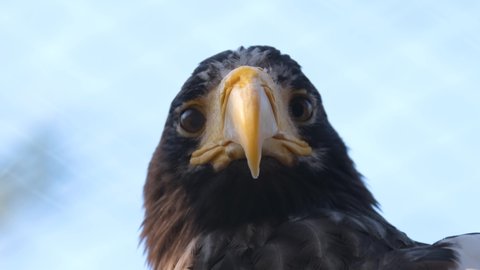 Portrait of looking at camera predator hawk bird. Large falcon with sharp beak watching area. Carnivore wildlife species of falcon sitting on tree. Steppe predator and scavenger eagle close up filming