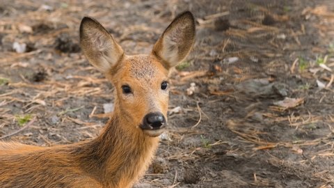 Cute little roe deer resting on meadow ground. Peaceful young wildlife creature relaxing. Plain fur patterned female capreolus doe. Close up film of adorable herbivores artiodactyls sitting on pasture